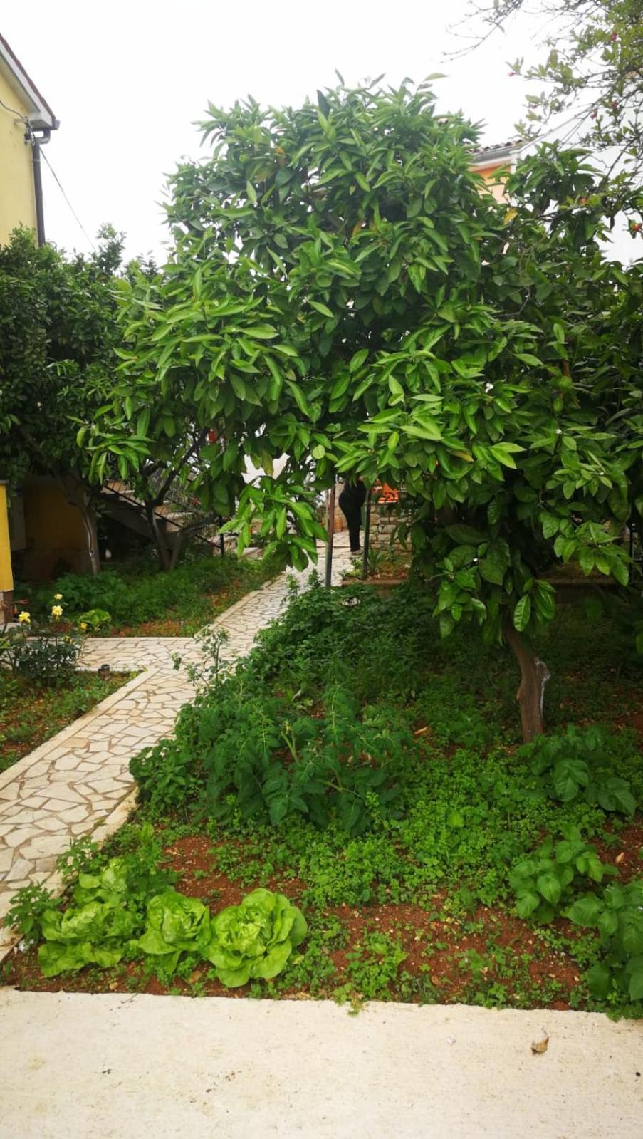 Tar-Vabriga Apartment Dalmatini מראה חיצוני תמונה